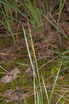 Barratt's sedge